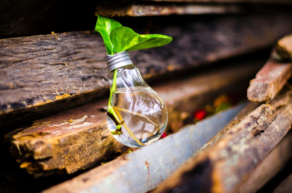 pexels-photo-315658-315658 A light bulb filled with water and a plant symbolizes creativity and innovation in reuse.